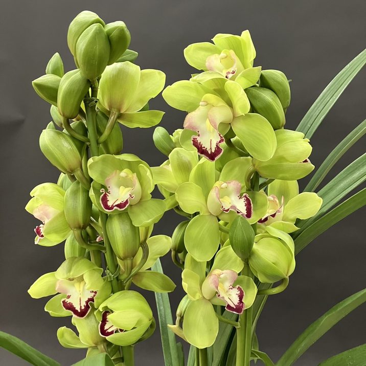 シンビジューム グリーン系 6号 3本立｜洋蘭04-PA | ギフト,胡蝶蘭・洋