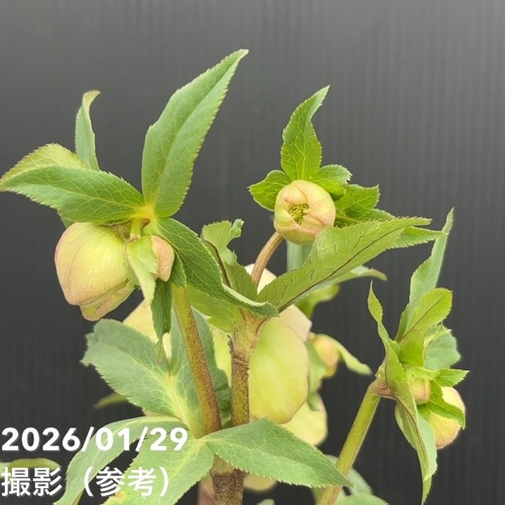 一点物】加藤農園 フレグランスクリスマスローズ アフロディーテ 4.5号