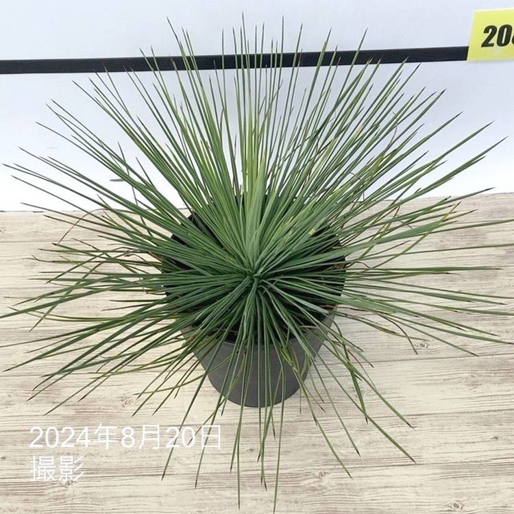 ユッカ 6号 リネアリフォリア（Yucca linearifolia）｜花木01-D1