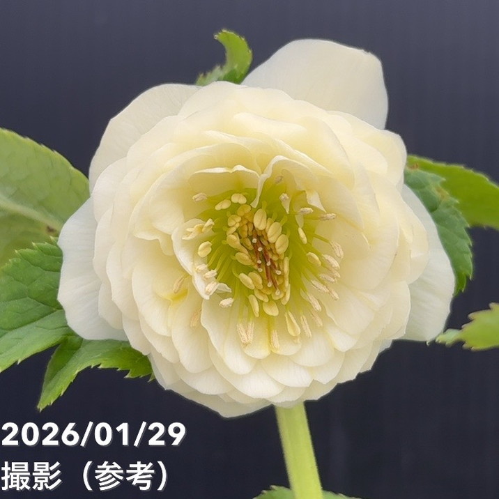 お買い得一点物咲き進み株】加藤農園 多弁クリスマスローズ ホワイト