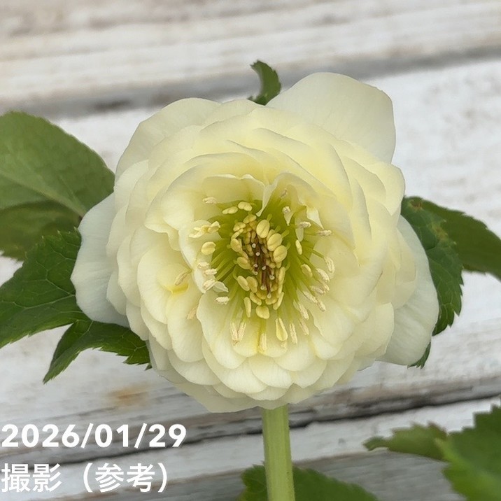 お買い得一点物咲き進み株】加藤農園 多弁クリスマスローズ ホワイト