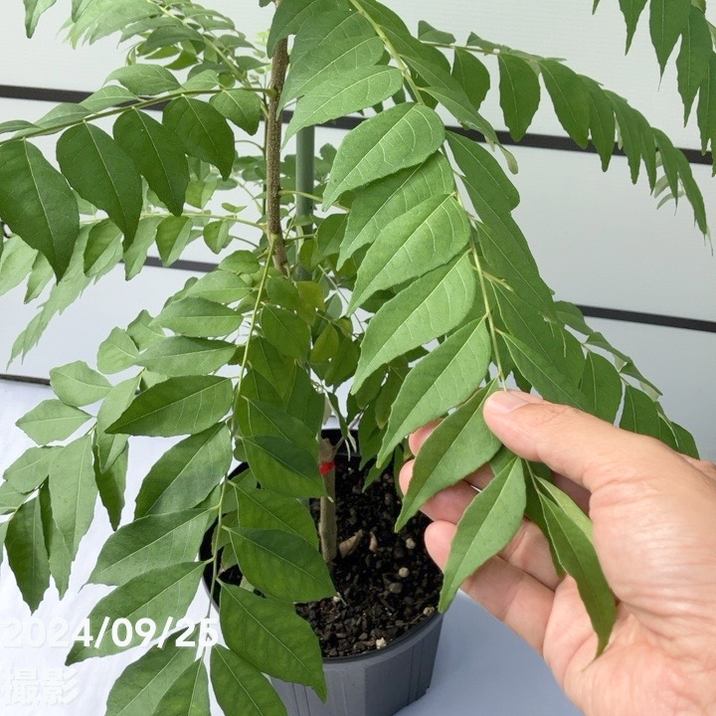 数量限定】カレーの木 カレーリーフ 特大8号スリット鉢｜s200｜草花10