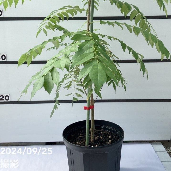 数量限定】カレーの木 カレーリーフ 特大8号スリット鉢｜s200｜草花10