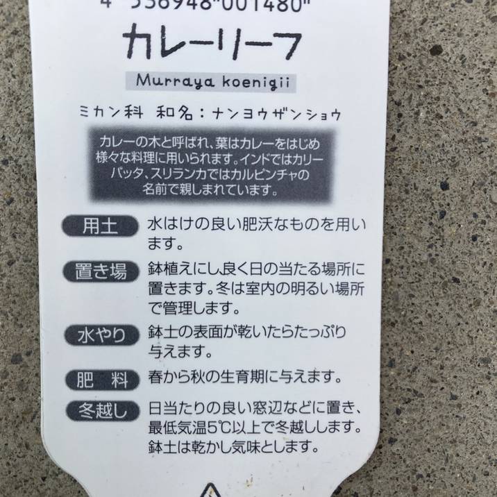 数量限定】カレーの木 カレーリーフ 特大8号スリット鉢｜s200｜草花10