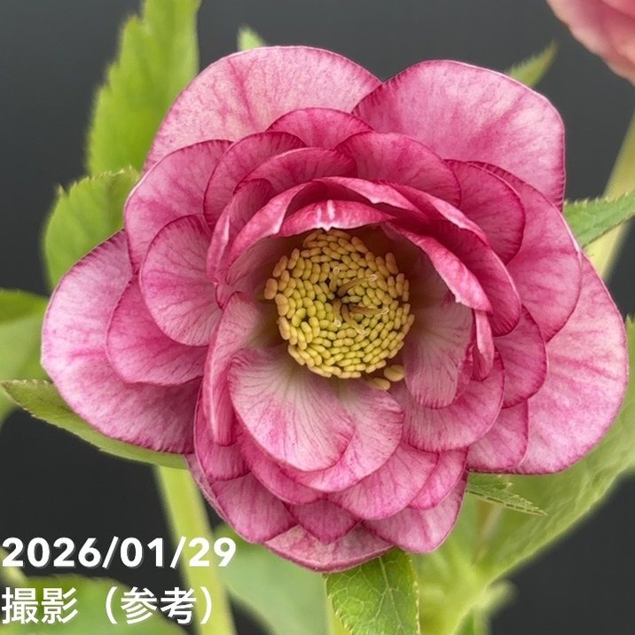 クリスマスローズ グロッシーレッド カップSd クリスマスローズ