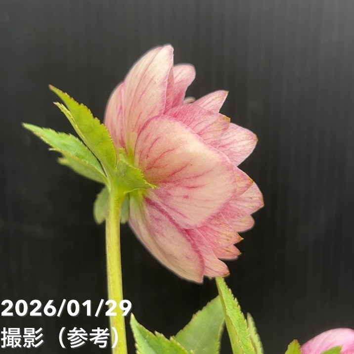 ㉖-324クリスマスローズ 一点物】加藤農園 クリスマスローズ