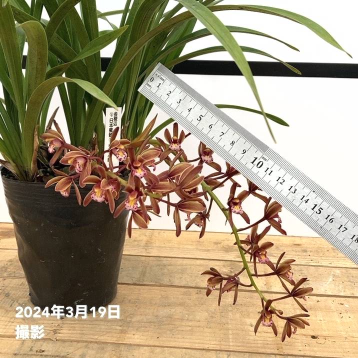 限定2鉢】＜開花中 花芽3個＞キンリョウヘン 4号（原種 赤花系