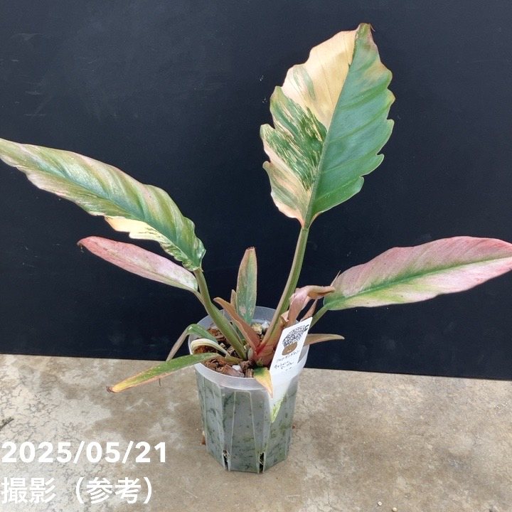 フィロデンドロン キャラメルマーブル 4号｜観葉10-TU | 観葉・多肉