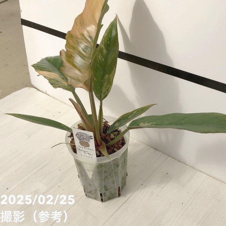 フィロデンドロン キャラメルマーブル 4号｜観葉10-TU | 観葉・多肉