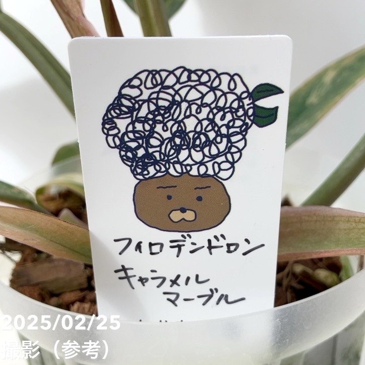 フィロデンドロン キャラメルマーブル 4号｜観葉10-TU | 観葉・多肉