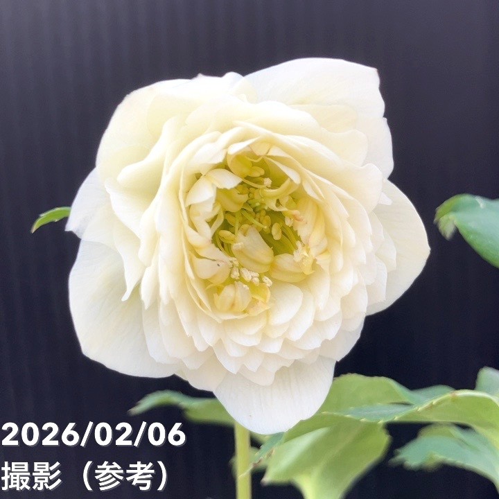 クリスマスローズ 認定ホワイトアフロディーテ メビウス交配最新花