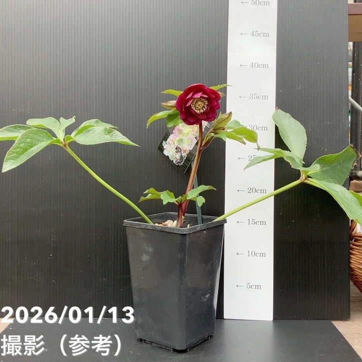 一点物】堀切園 クリスマスローズ ウィンターシンフォニー 5号角鉢