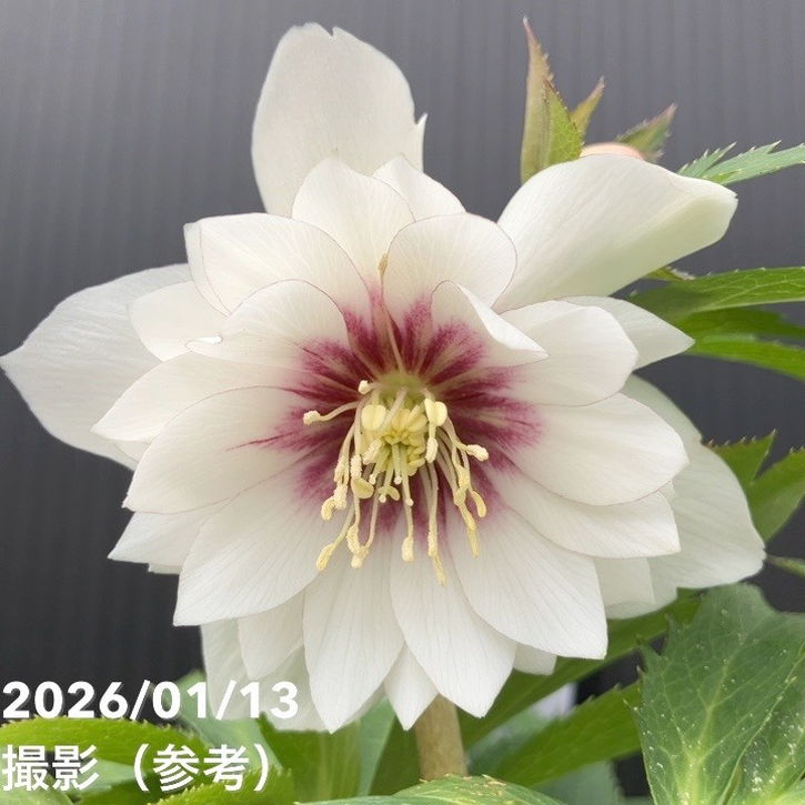 一点物】堀切園 クリスマスローズ ウィンターシンフォニー 静（シズカ