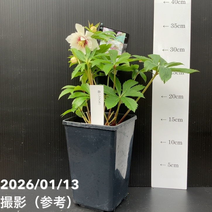 一点物】堀切園 クリスマスローズ ウィンターシンフォニー 静（シズカ