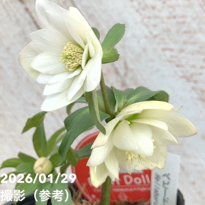 一点物】横山園芸 クリスマスローズ ベビードール（プチドール） 4.5号