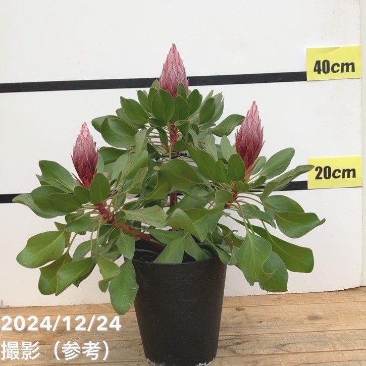 キングプロテア リトルプリンス（3花付き）5号苗 PVP｜花木10-TU