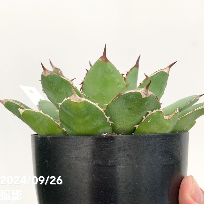 アガベ チタノタ フィリグリー 4株 現品お届け】アガベ 4号 チタノタ