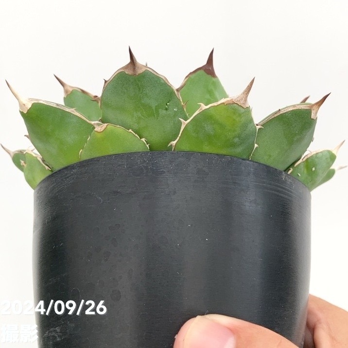 アガベ チタノタ フィリグリー 4株 現品お届け】アガベ 4号 チタノタ