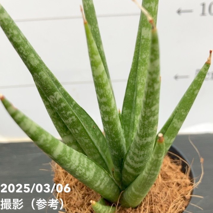 サンスベリア 3号角鉢 ダンシングクイーン Dancing Queen 6-7cmポット