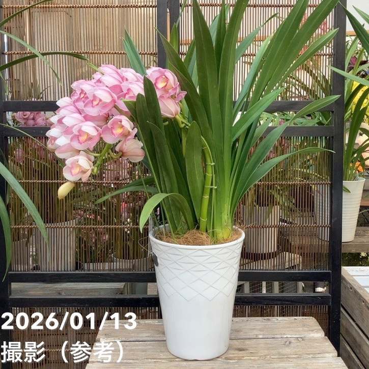 シンビジューム アーチ 7号陶器鉢 3本立 リボンの騎士 リボンノキシ