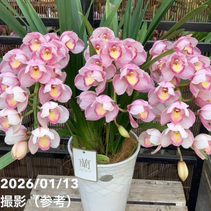 シンビジューム アーチ 7号陶器鉢 3本立 リボンの騎士 リボンノキシ