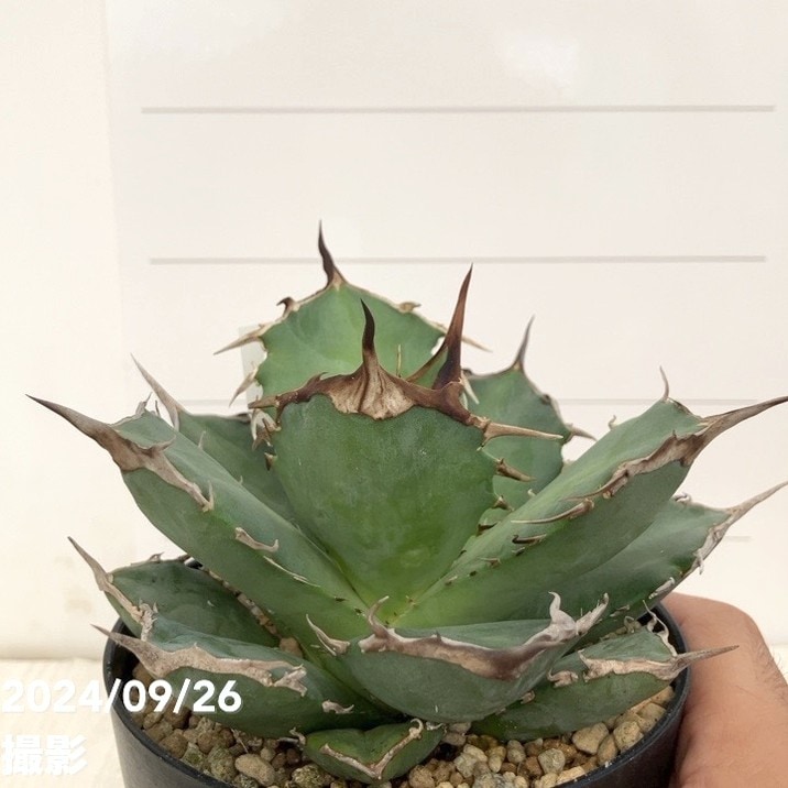 現品お届け】アガベ 4号 チタノタ 阿修羅 Agave titanota 'Ashura