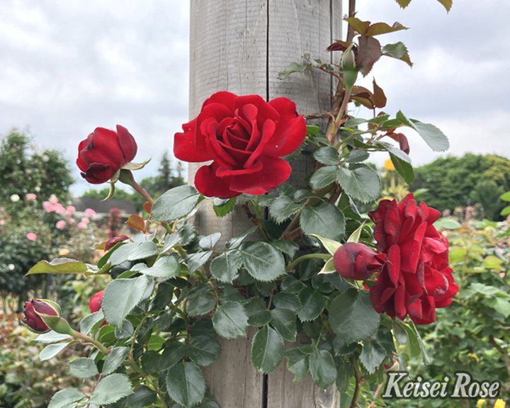 バラ大苗 ライデンシャフト 4.5号ロングポット 京成バラ園芸｜花木04