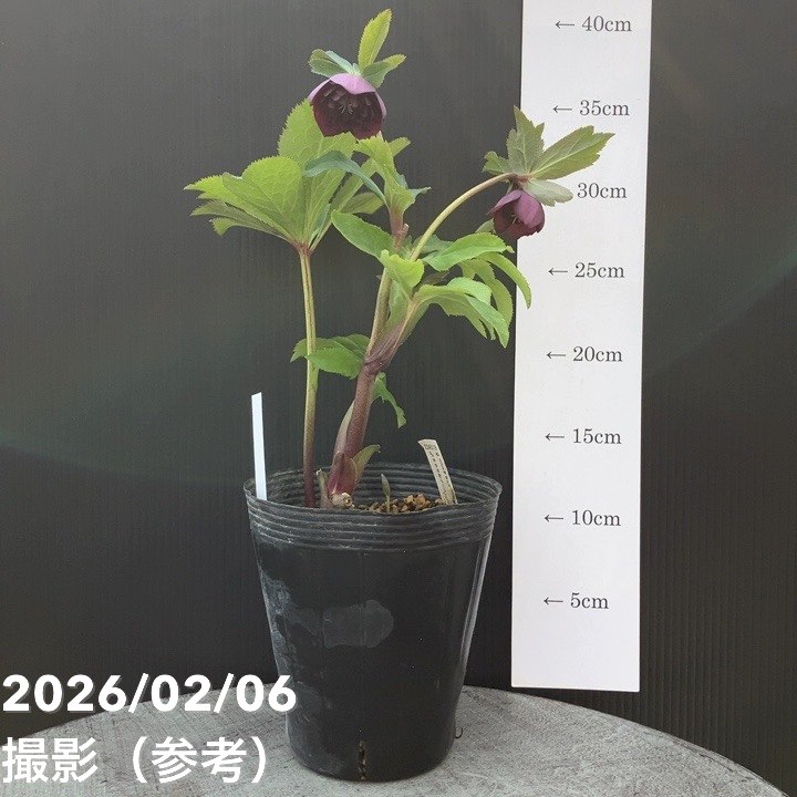 お買い得一点物咲き進み株】加藤農園 中間色系多弁クリスマスローズ