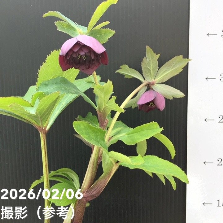 お買い得一点物咲き進み株】加藤農園 中間色系多弁クリスマスローズ