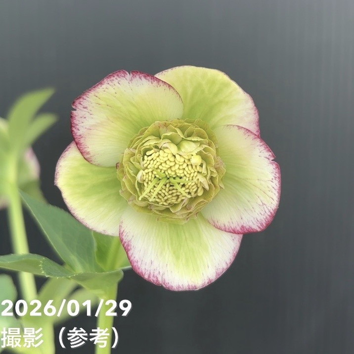 お買い得一点物咲き進み株】加藤農園 セミダブル系多弁クリスマス