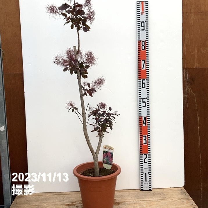 数量限定】スモークツリー ルブリフォリウス 7号｜s200｜花木10-TU