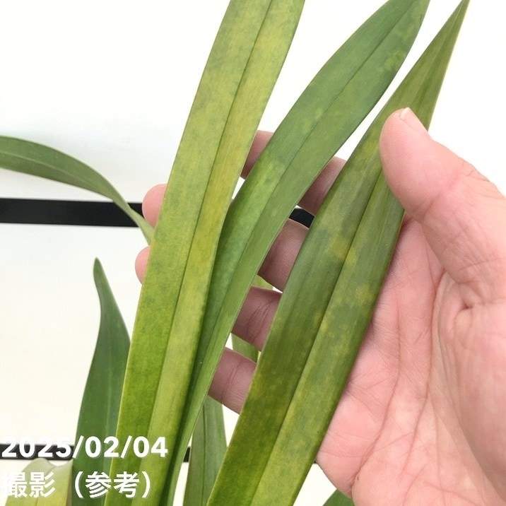 ミスマフェット。花芽1個。5鉢セット。蜜蜂誘引蘭。 【公式通販】