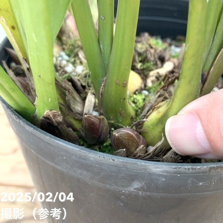 花芽5個以上＞ミスマフェット 6号｜ミツバチ蘭｜洋蘭10-TU | 草花,蘭