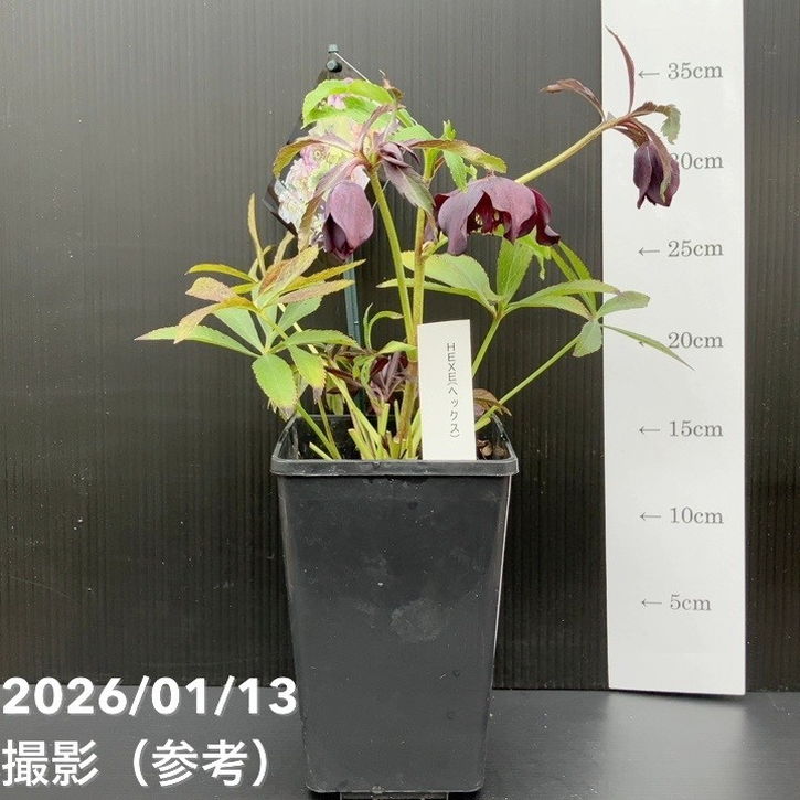 一点物】堀切園 クリスマスローズ ウィンターシンフォニー HEXE