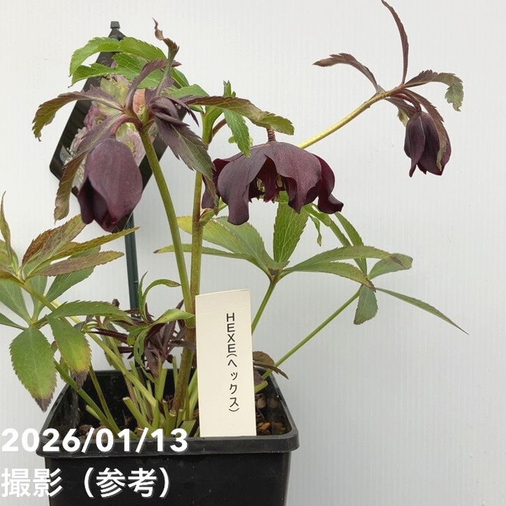 一点物】堀切園 クリスマスローズ ウィンターシンフォニー HEXE