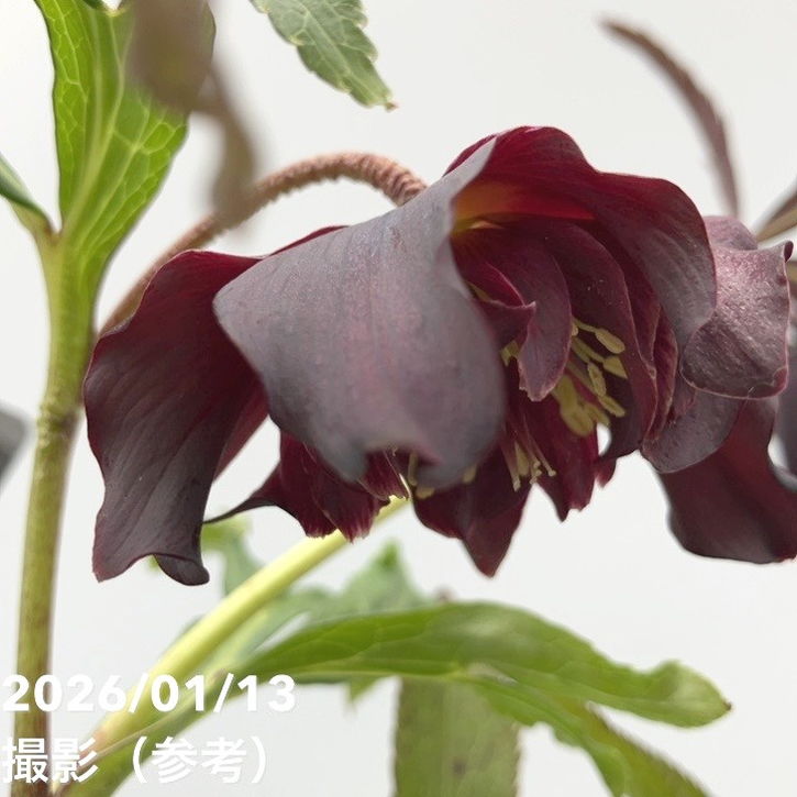 一点物】堀切園 クリスマスローズ ウィンターシンフォニー HEXE