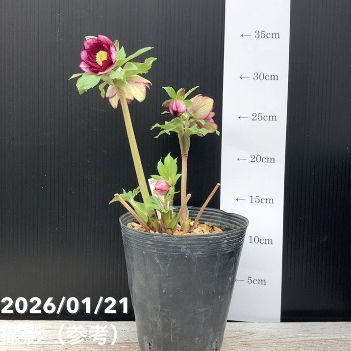 一点物】加藤農園 クリスマスローズ 4.5号（KT32）｜山野04-PA | 草花