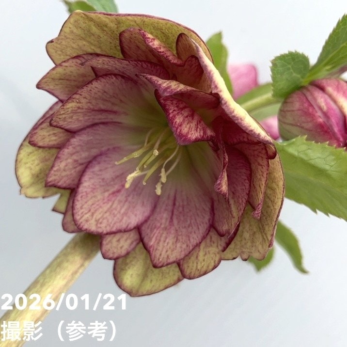 ㉖-324クリスマスローズ 一点物】加藤農園 クリスマスローズ