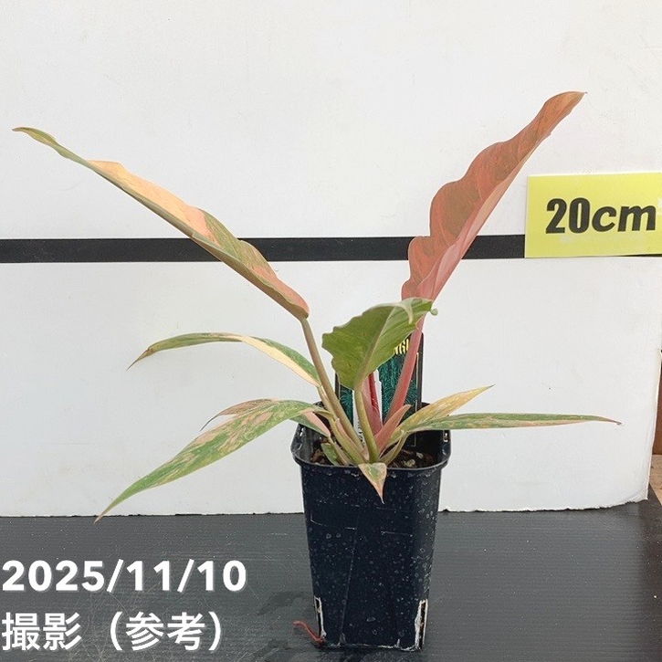 現品お届け】フィロデンドロン キャラメルマーブル 3.5号（1）｜観葉10