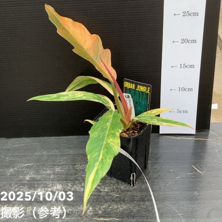 現品お届け】フィロデンドロン キャラメルマーブル 3.5号（1）｜観葉10