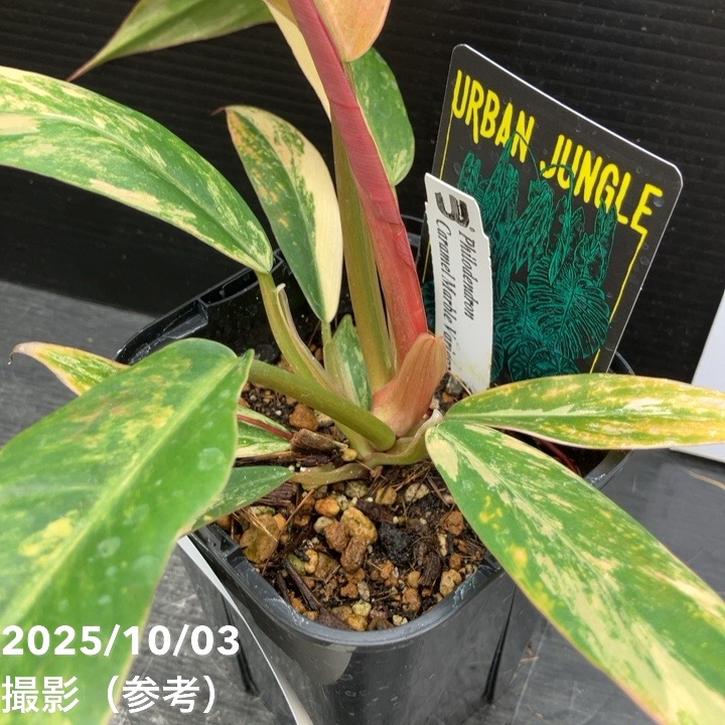 現品お届け】フィロデンドロン キャラメルマーブル 3.5号（1）｜観葉10