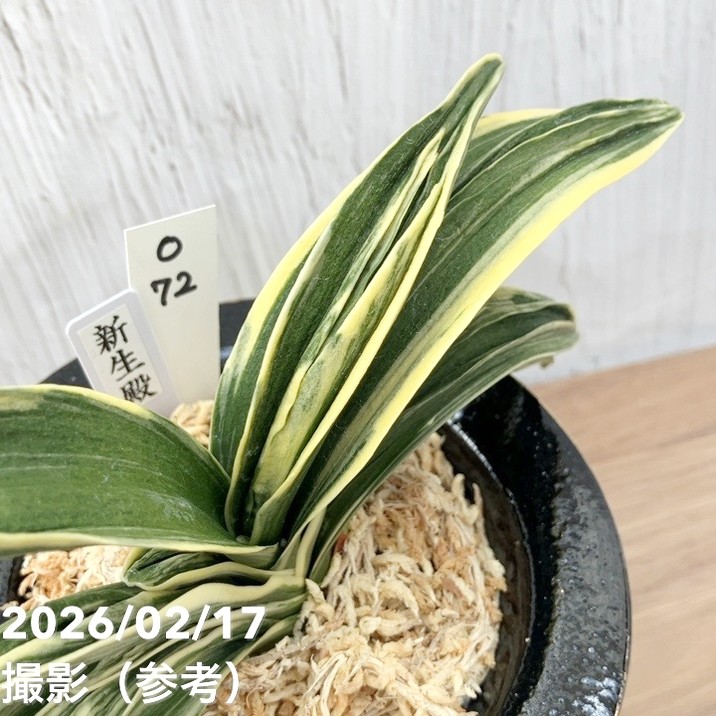 現品お届け】豊明園 万年青 オモト 新生殿（しんせいでん）錦鉢 龍