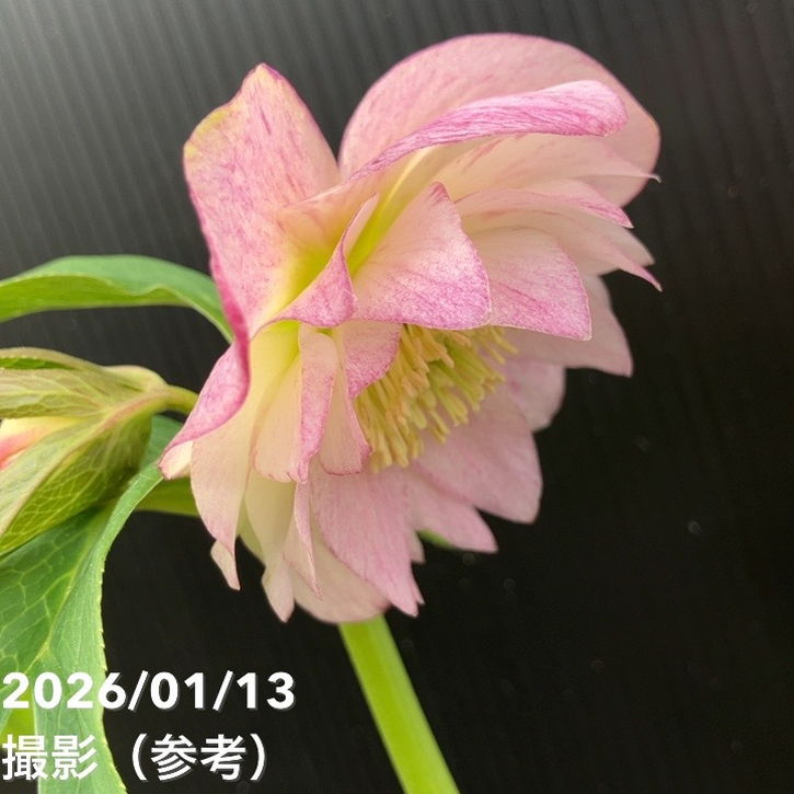 一点物】堀切園 クリスマスローズ ウィンターシンフォニー しぼり 5