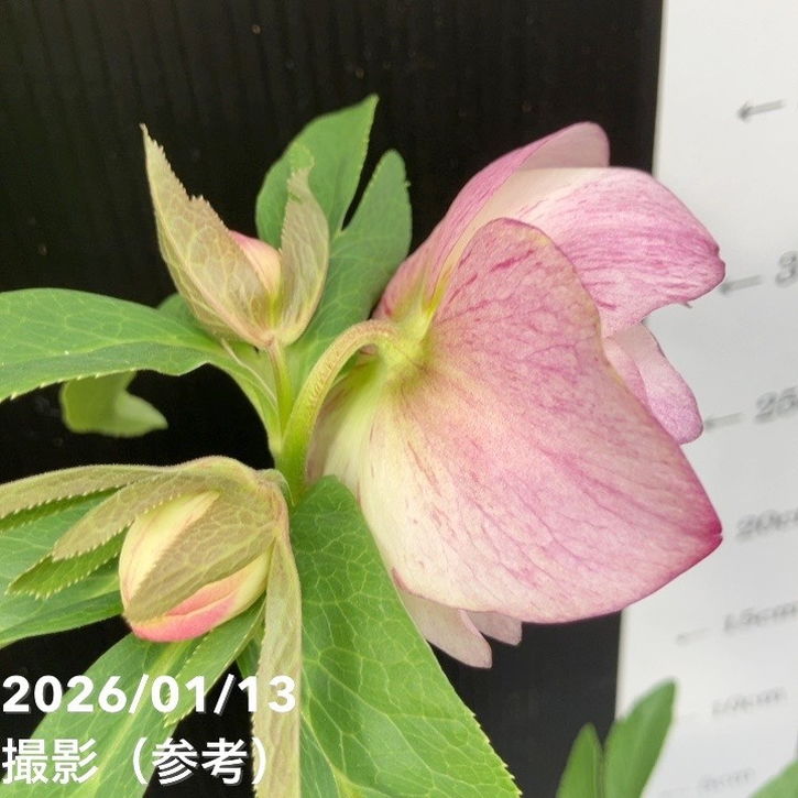 一点物】堀切園 クリスマスローズ ウィンターシンフォニー しぼり 5