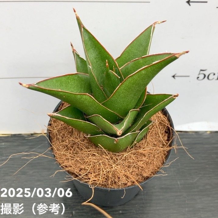 美形。山採りクロモジ2.6M(鉢底から) 美形。山採りクロモジ2.6M(鉢底