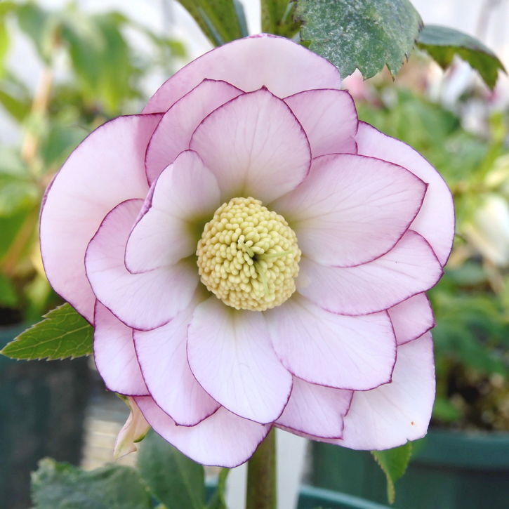 クリスマスローズ 伊勢みやび 3.5号 綾香｜山野01-D1 | 草花