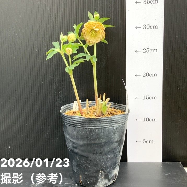 一点物】加藤農園 クリスマスローズ リトルアフロディーテ 4.5号（KT34