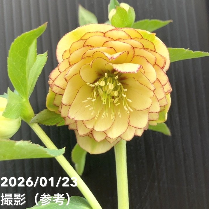 一点物】加藤農園 クリスマスローズ リトルアフロディーテ 4.5号（KT34