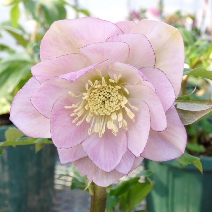 たんたんBwg026 クリスマスローズ 小苗 セット クリスマスローズ 開花