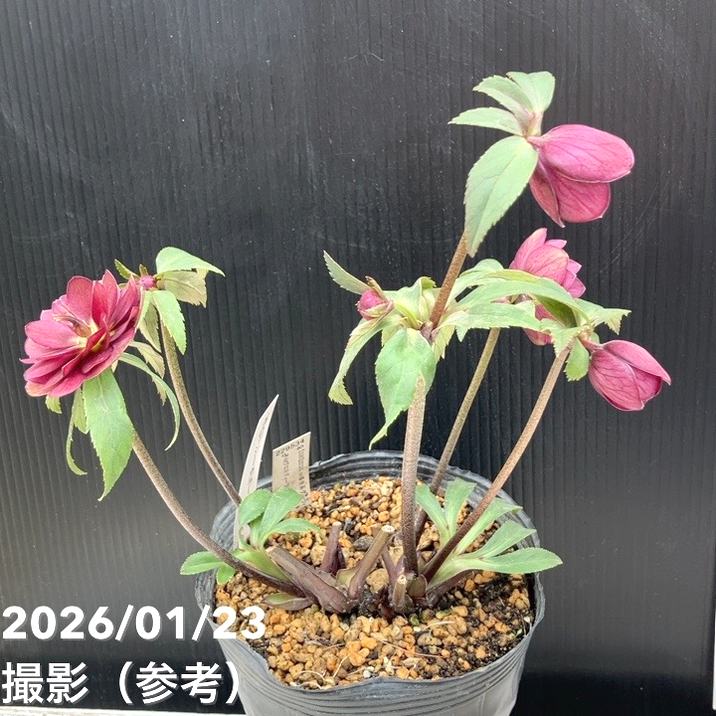 お買い得一点物咲き進み株】加藤農園 クリスマスローズ グロッシー